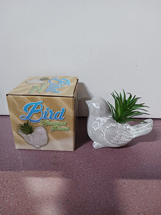 Bird Succulent Plant